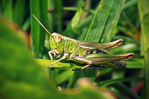 Grasshopper eating leaf and looking at camera - animal behavior.