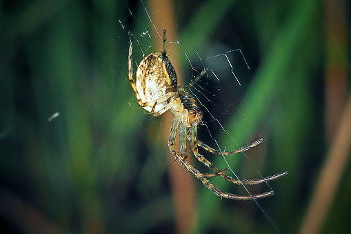 Metellina segmentata Lesser Garden Spider. Digitally Enhanced Photograph.