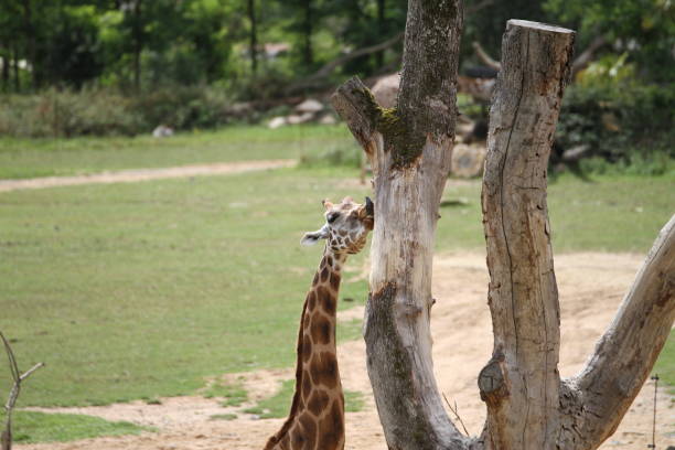 giraffe outside licking a tree Giraffa camelopardalis