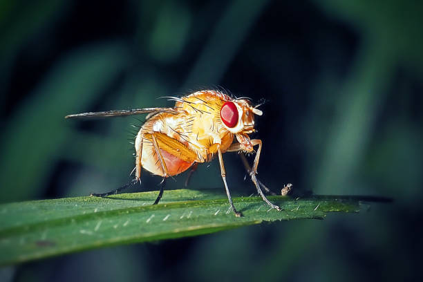 istock Psila fimetaria Rust Fly Insect 1631704987