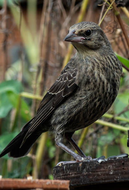 istock Brown-Headed Cowbird arrives on the deck 1631714525