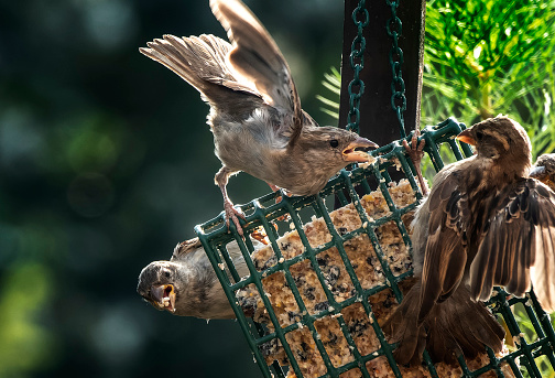 Three Sparrows on the suet feeder