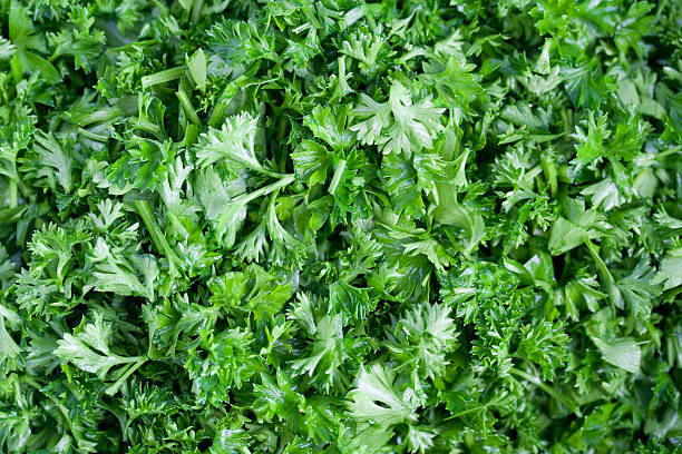 cut fresh green parsley. stock photo