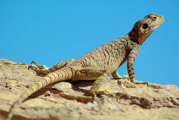 lagarto - magnification animals in the wild environment clear sky imagens e fotografias de stock