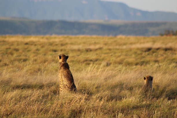 istock African Wildlife 1631717369