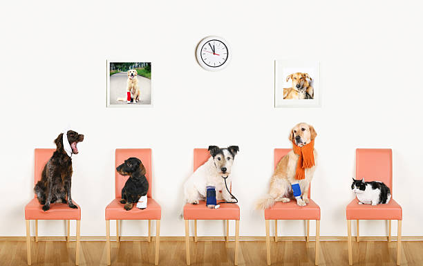 Animal Hospital Dogs and Cat waiting for the Vet animal hospital stock pictures, royalty-free photos & images