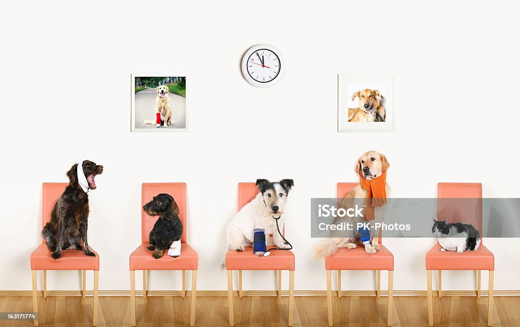 Lecznica dla zwierząt - Zbiór zdjęć royalty-free (Pies)