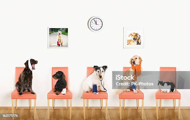 Lecznica Dla Zwierząt - zdjęcia stockowe i więcej obrazów Pies - Pies, Lecznica dla zwierząt, Kot domowy