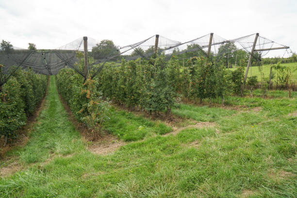 istock orchard in south germany 1631718502