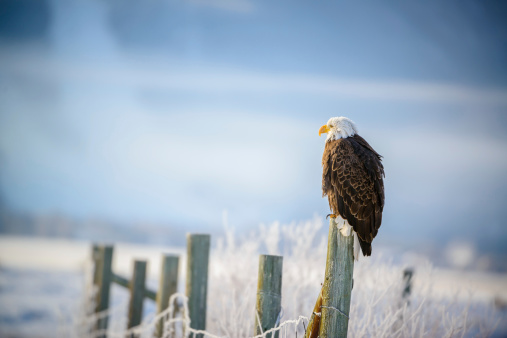 Bald Eagle sitting on rocks the Yellowstone River in Montana in western USA of North America. Nearest cities are Gardiner, Livingston, Bozeman and Billings, Montana, Salt Lake City, Utah, and Denver, Colorado.