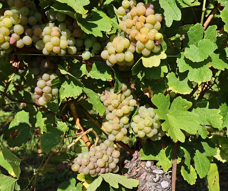 Pinot gris grapes, yellow pinkish variety, hanging on vine in the end of summer.