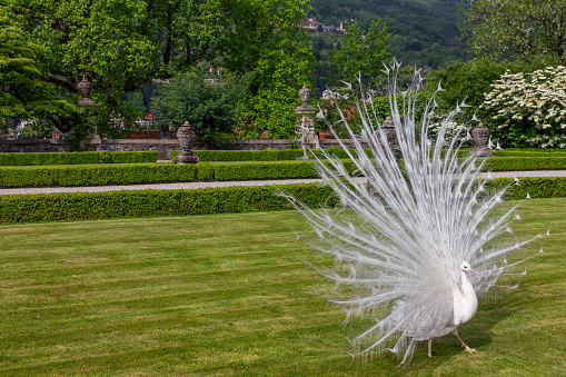 White peacock in the park. Stresa, Italy. Peafowl with open tail, Isola Bella garden