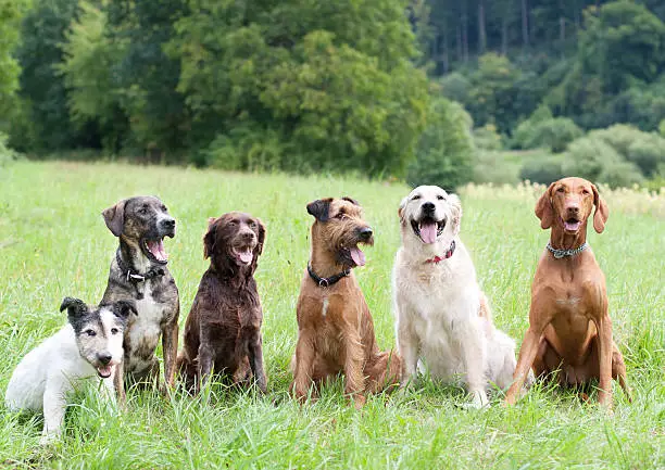 Group of 6  dogs sitting in the meadow