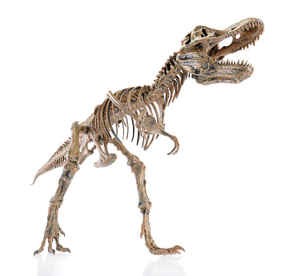 恐竜の骨 - 恐竜　骨 ストックフォトと画像