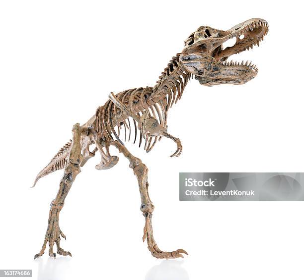 Динозавр Скелет — стоковые фотографии и другие картинки Динозавр - Динозавр, Тираннозавр-рекс, Ископаемое