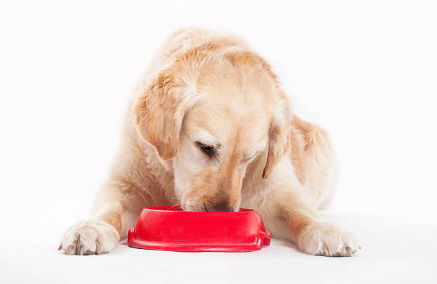 Golden Retriever Diet