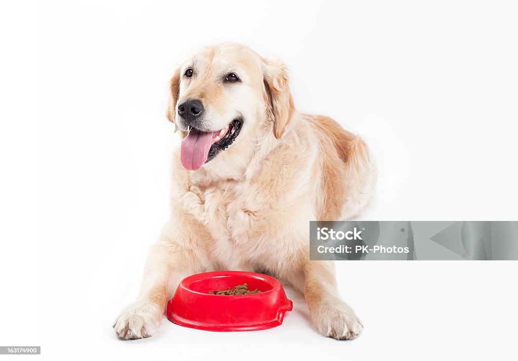 Golden Retriever con Cibo per cani - Foto stock royalty-free di Mangiare