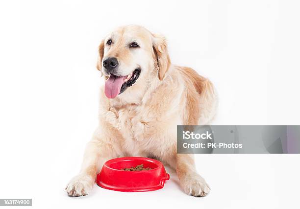 Golden Retriever Con Cibo Per Cani - Fotografie stock e altre immagini di Mangiare - Mangiare, Cane, Cibo per cani