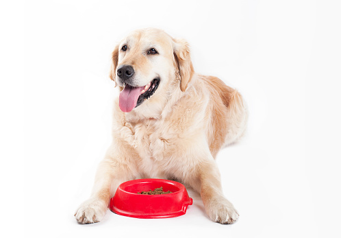  Golden Retriever with dog bowl and food