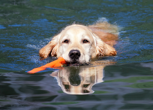 swimming Golden Retriever with stick in river