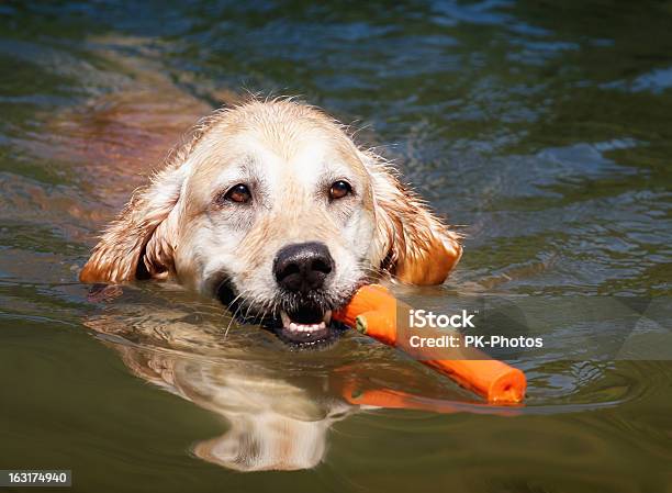 の犬 - 犬のストックフォトや画像を多数ご用意 - 犬, 水泳, プレーする