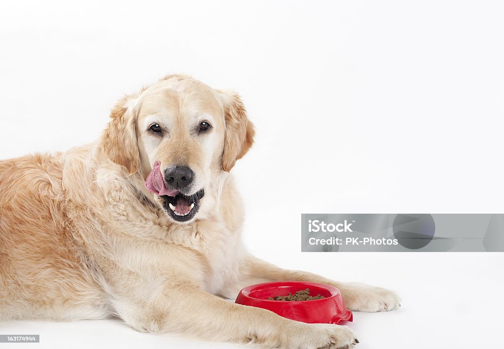 Labrador Dourado e Comida de Cachorro - Foto de stock de Cão royalty-free