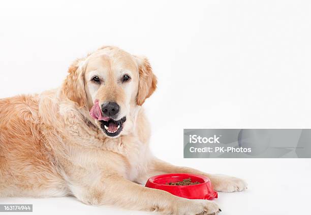 Foto de Labrador Dourado E Comida De Cachorro e mais fotos de stock de Cão - Cão, Comer, Comida de Cachorro