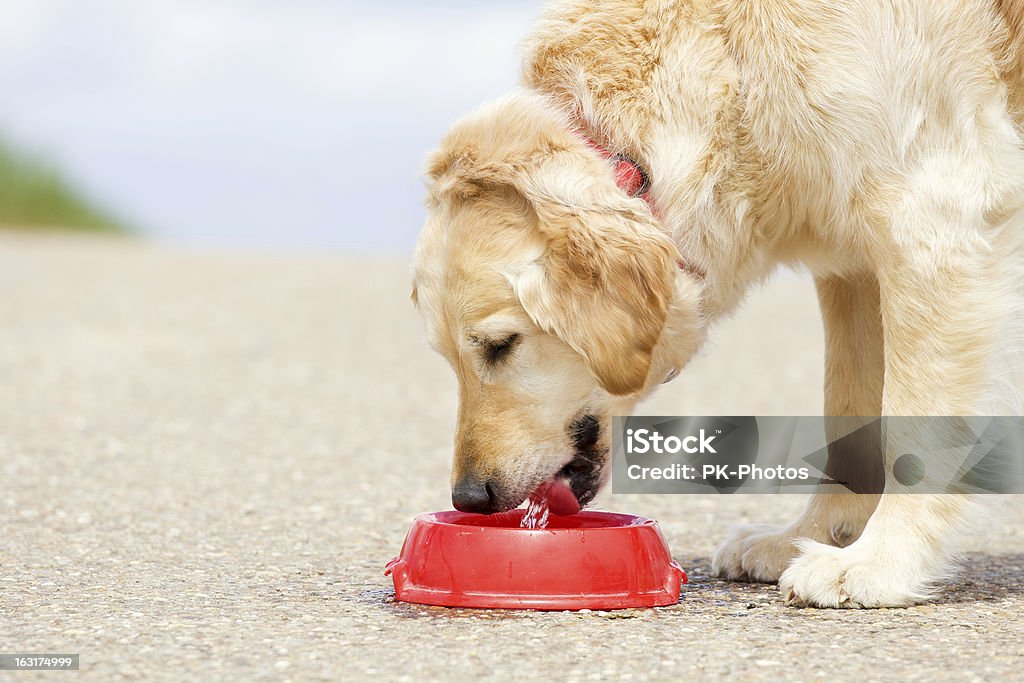 Chien sur l'eau potable - Photo de Chien libre de droits