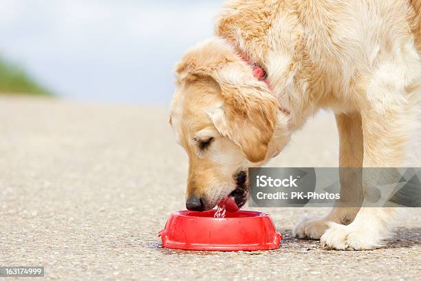 Photo libre de droit de Chien Sur Leau Potable banque d'images et plus d'images libres de droit de Chien - Chien, Boire, Eau potable