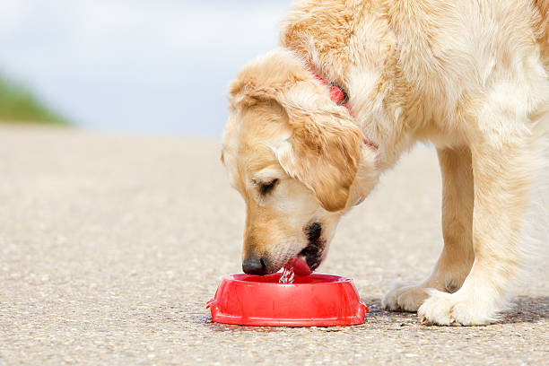 Dog drinking water from a bowl stock photo