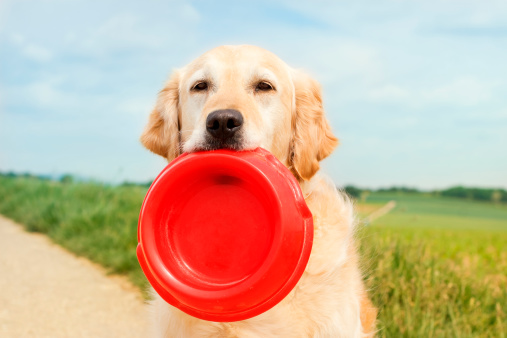 Golden Retriever holding a dog bowl