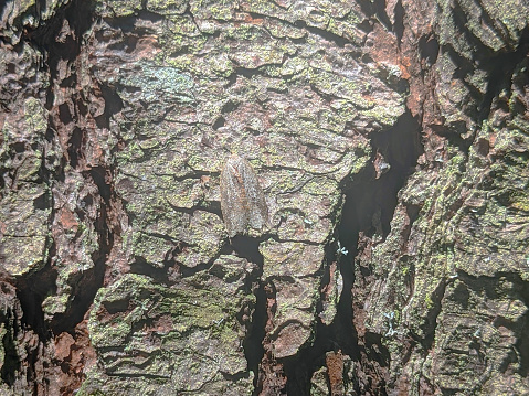 Grey Brown Sphinx Moth Camouflaged Against Tree Bark