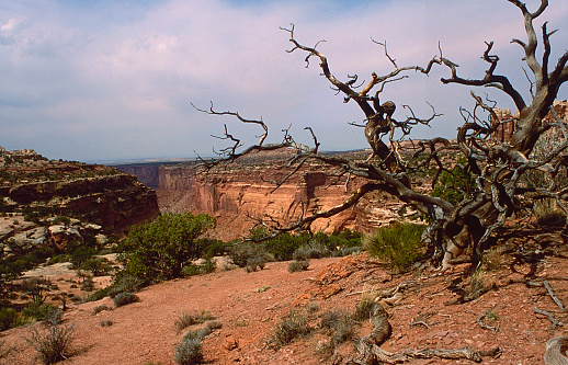 Canyonlands National Park, is an American national park located in southeastern Utah.  The park preserves a colorful landscape eroded into numerous canyons, mesas, and buttes by the Colorado, Green Rivers and their respective tributaries.  A popular park for hikers, mountain bikers, backpackers and four-wheelers.