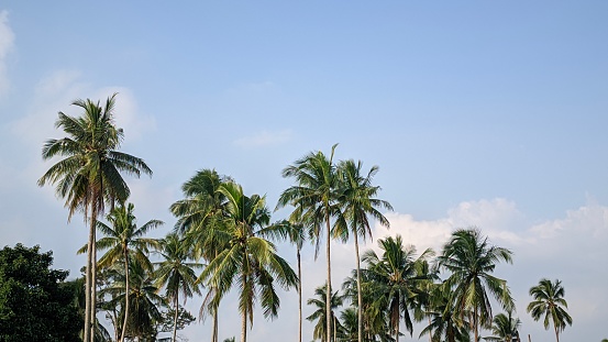 a row of tall, tall coconut trees against a backdrop of blue sky and white clouds
