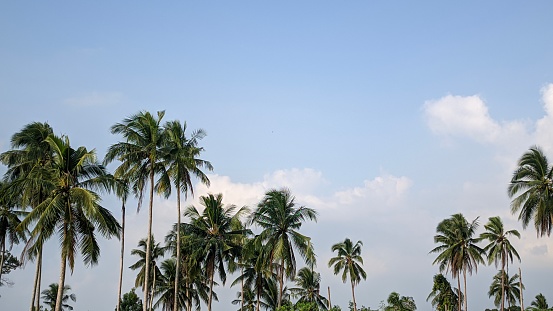 a row of tall, tall coconut trees against a backdrop of blue sky and white clouds