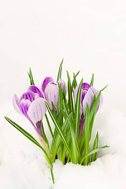 istock purple crocuses in snow 163177476