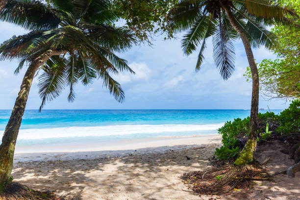 istock Anse Intendance Beach. Summer landscape view with palm trees 1631775175