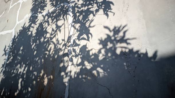 istock The morning sun shines on the tree so that its shadow forms on a building wall 1631780611