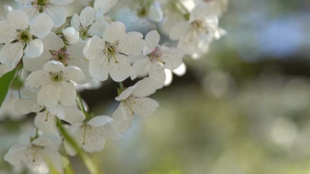 White cherry blossoms sway in the wind. Spring flowering fruit tree. Floral natural background. Delicate flowers in the sunlight during the day. Blur and bokeh.