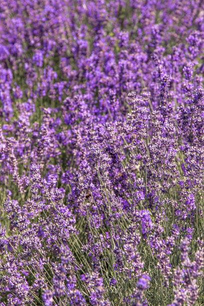 Purple lavender flowers bush. Flower in the field. Nature background. Grow a fragrant plant in the garden. Summer flower honey plant closeup stock photo