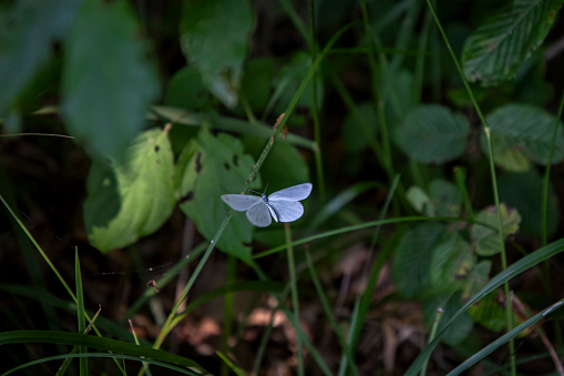 A blue butterfly flying in nature