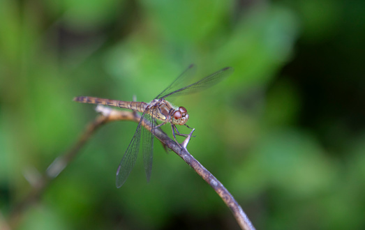 Brown dragonfly standing on branch in nature