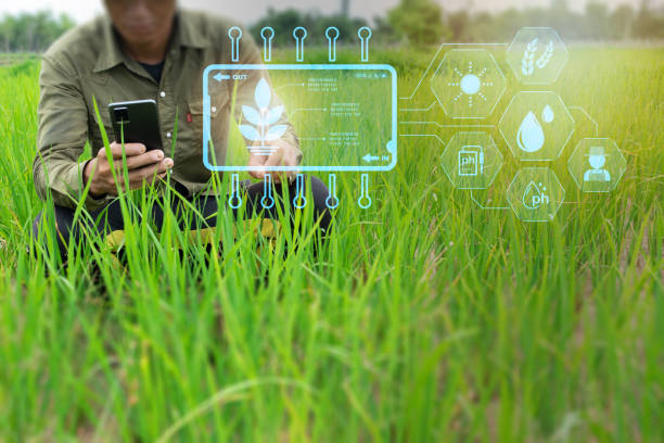 istock Farmers scan rice trees in rice fields with mobile phones. 1631794806