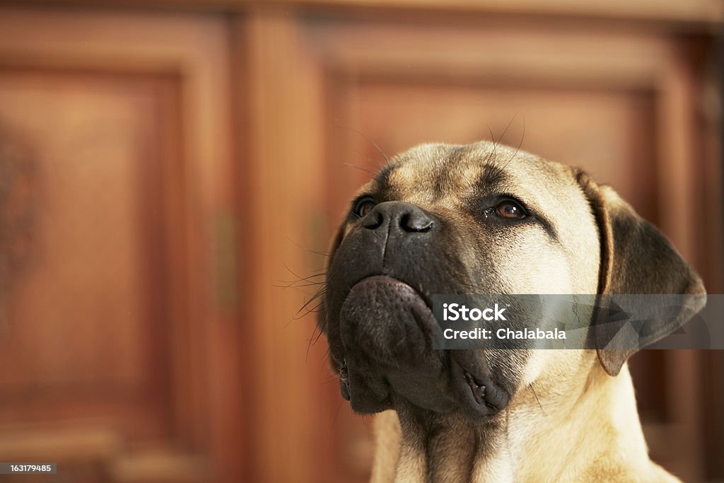 Chiot brun - Photo de Animaux de compagnie libre de droits