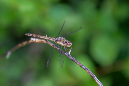 Brown dragonfly standing on branch in nature