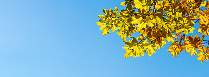 Bright sunlit oak branch with yellow gold leaves against clear blue sky. Autumn banner. Card or invitation for any autumn holidays. Back to school. Copy space. Selective focus.