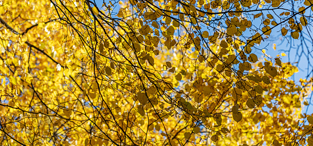 Sunlit yellow fall birch leaves against blue sky as autumn background. Gold autumn. Banner. Beauty in nature. Horizontal format. Soft focus.