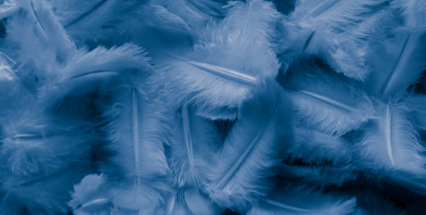 istock blue feather pigeon macro photo. texture or background 1631807244
