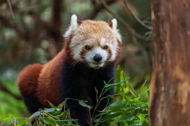 Portrait of Ailuridae Red Panda eating bamboo leaves