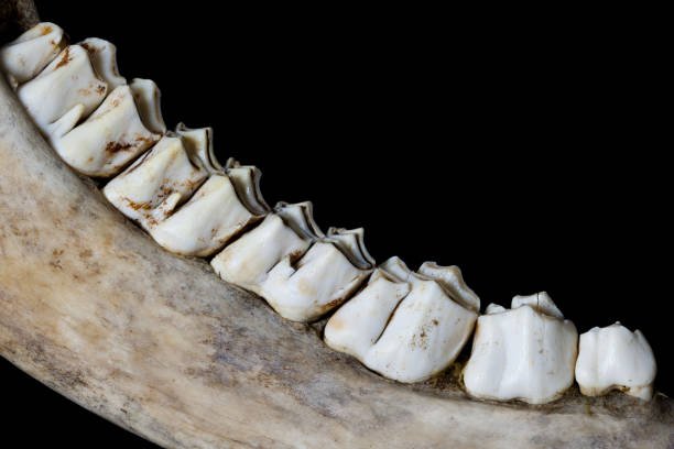 The teeth of a moose. stock photo